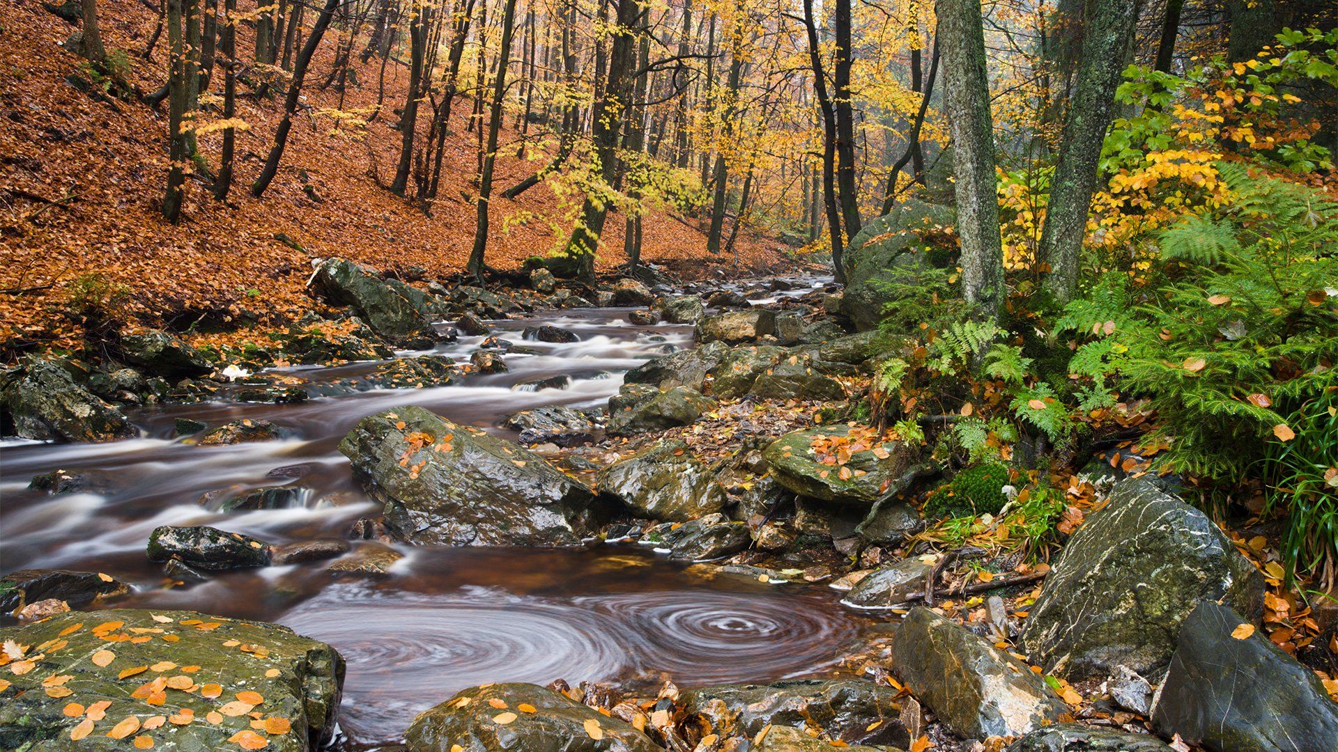 A mountain stream flows through an autumnal landscape, with ferns and rocks in the foreground.